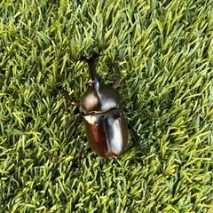 カブトムシの画像