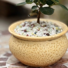 観葉植物　コパンダガジュマル　おしゃれな鉢付きの画像