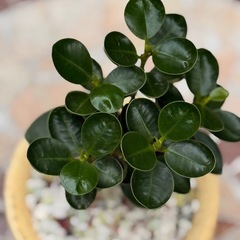 観葉植物　コパンダガジュマル　おしゃれな鉢付きの画像