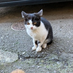 子猫の里親さんになって貰える方を探しています