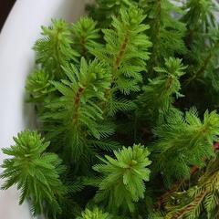 現金も可☆スーパーブラックメダカ、みゆきスーパー光、水草セット 手渡しは送料無しの画像