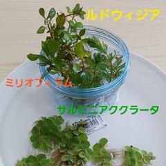 現金も可☆スーパーブラックメダカ、みゆきスーパー光、水草セット 手渡しは送料無しの画像