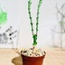 ランキングキーワードに紐づく投稿画像-観葉植物