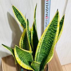 【観葉植物】サンスベリア・トリファスキアタ ローレンティ （4号深型スリット鉢）の画像