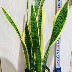 【観葉植物】サンスベリア・トリファスキアタ ローレンティ （4号深型スリット鉢）の画像