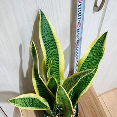 【観葉植物】サンスベリア・トリファスキアタ ローレンティ （4号深型スリット鉢）の画像