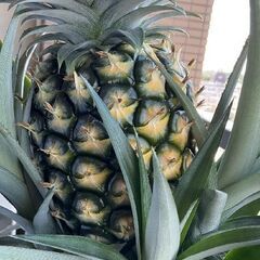 パイナップルの鉢植え(実付き)の画像