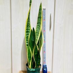 【観葉植物】サンスベリア・トリファスキアタ ローレンティ （4号深型スリット鉢）の画像