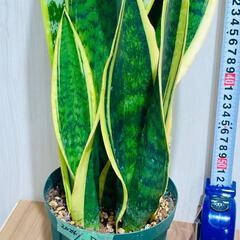 【観葉植物】サンスベリア・トリファスキアタ ローレンティ （4号深型スリット鉢）の画像
