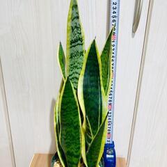 【観葉植物】サンスベリア・トリファスキアタ ローレンティ （4号深型スリット鉢）の画像