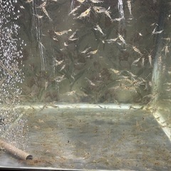 🦐ペット🐟の餌にもＯＫ❗️釣り餌にもＯＫ❗️万能スジエビ🦐数は不明💦大量まとめて✨の画像