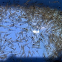 🦐ペット🐟の餌にもＯＫ❗️釣り餌にもＯＫ❗️万能スジエビ🦐数は不明💦大量まとめて✨の画像
