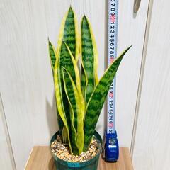 【観葉植物】サンスベリア・トリファスキアタ ローレンティ （4号深型スリット鉢）の画像