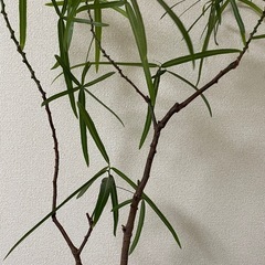 観葉植物　鉢カバーセットの画像