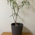 ランキングキーワードに紐づく投稿画像-観葉植物