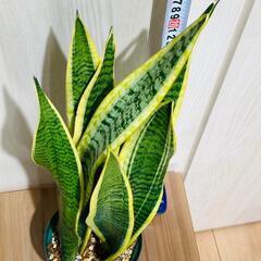 【観葉植物】サンスベリア・トリファスキアタ ローレンティ （4号深型スリット鉢）の画像