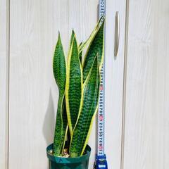 【観葉植物】サンスベリア・トリファスキアタ ローレンティ （4号深型スリット鉢）の画像