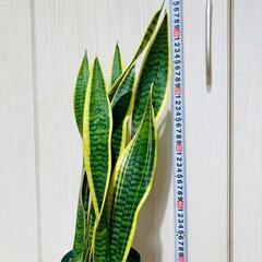 【観葉植物】サンスベリア・トリファスキアタ ローレンティ （4号深型スリット鉢）の画像