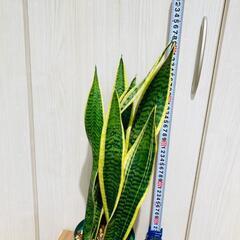 【観葉植物】サンスベリア・トリファスキアタ ローレンティ （4号深型スリット鉢）の画像