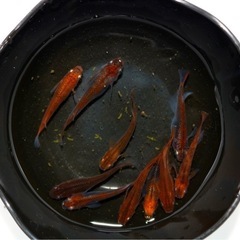紅龍メダカ　　♂4  ♀6       7/20の画像