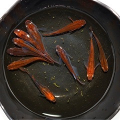 紅龍メダカ　　♂4  ♀6       7/20の画像