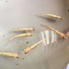 めだかピンクサファイアメダカの画像