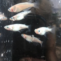 めだかピンクサファイアメダカの画像