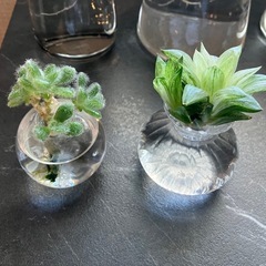多肉植物　値下げの画像