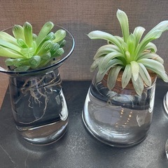 多肉植物　値下げの画像