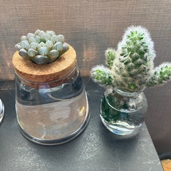 多肉植物