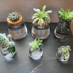 多肉植物　値下げの画像