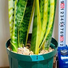 【観葉植物】サンスベリア・トリファスキアタ ローレンティ （4号深型スリット鉢）の画像