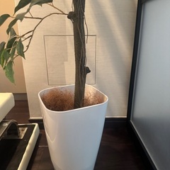 観葉植物　造花　の画像