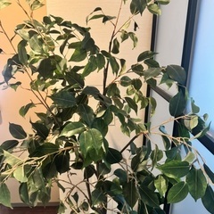 観葉植物　造花　の画像
