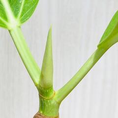 【観葉植物】フィカス・アルテシマ（2.5号ポット付き）の画像