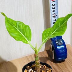 【観葉植物】フィカス・アルテシマ（2.5号ポット付き）の画像