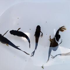 サタン　親個体+稚魚の画像