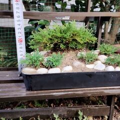 イワヒバ　　Vの画像