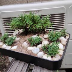 イワヒバ　　Vの画像