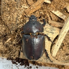 国産カブトムシの画像