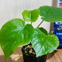 【観葉植物】フィカス・ウンベラータ（2.5号ポット付き）の画像