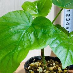 【観葉植物】フィカス・ウンベラータ（2.5号ポット付き）の画像