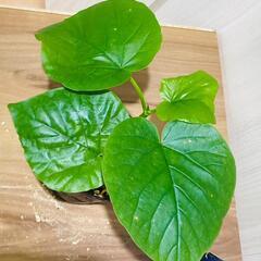 【観葉植物】フィカス・ウンベラータ（2.5号ポット付き）の画像