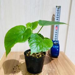 【観葉植物】フィカス・ウンベラータ（2.5号ポット付き）の画像