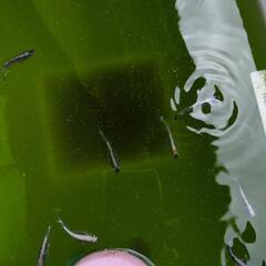 めだか　漆黒✕レッドクリフ紅白　親魚　画像全ての画像