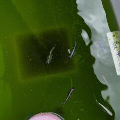 めだか　漆黒✕レッドクリフ紅白　親魚　画像全ての画像
