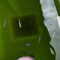 めだか　漆黒✕レッドクリフ紅白　親魚　画像全ての画像