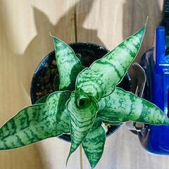 【観葉植物】サンスベリア・パゴダ（2号スリット鉢つき）の画像