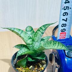 【観葉植物】サンスベリア・パゴダ（2号スリット鉢つき）の画像