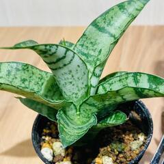 【観葉植物】サンスベリア・パゴダ（2号スリット鉢つき）の画像